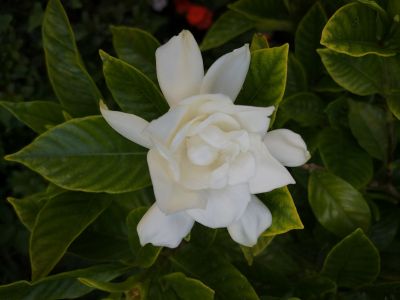 Gardenia | Bellezza, Elaganza, Romanticismo