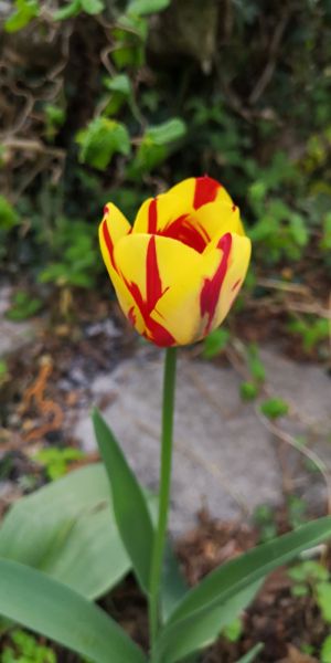 Tulipano | Onestà, Magnificenza
